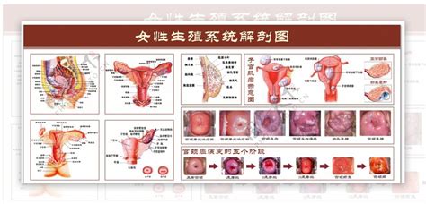 女人生殖器|女性生殖系统